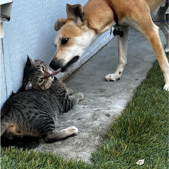 Live Show Notifications 🔔 🐈 - Picture 9 of 13